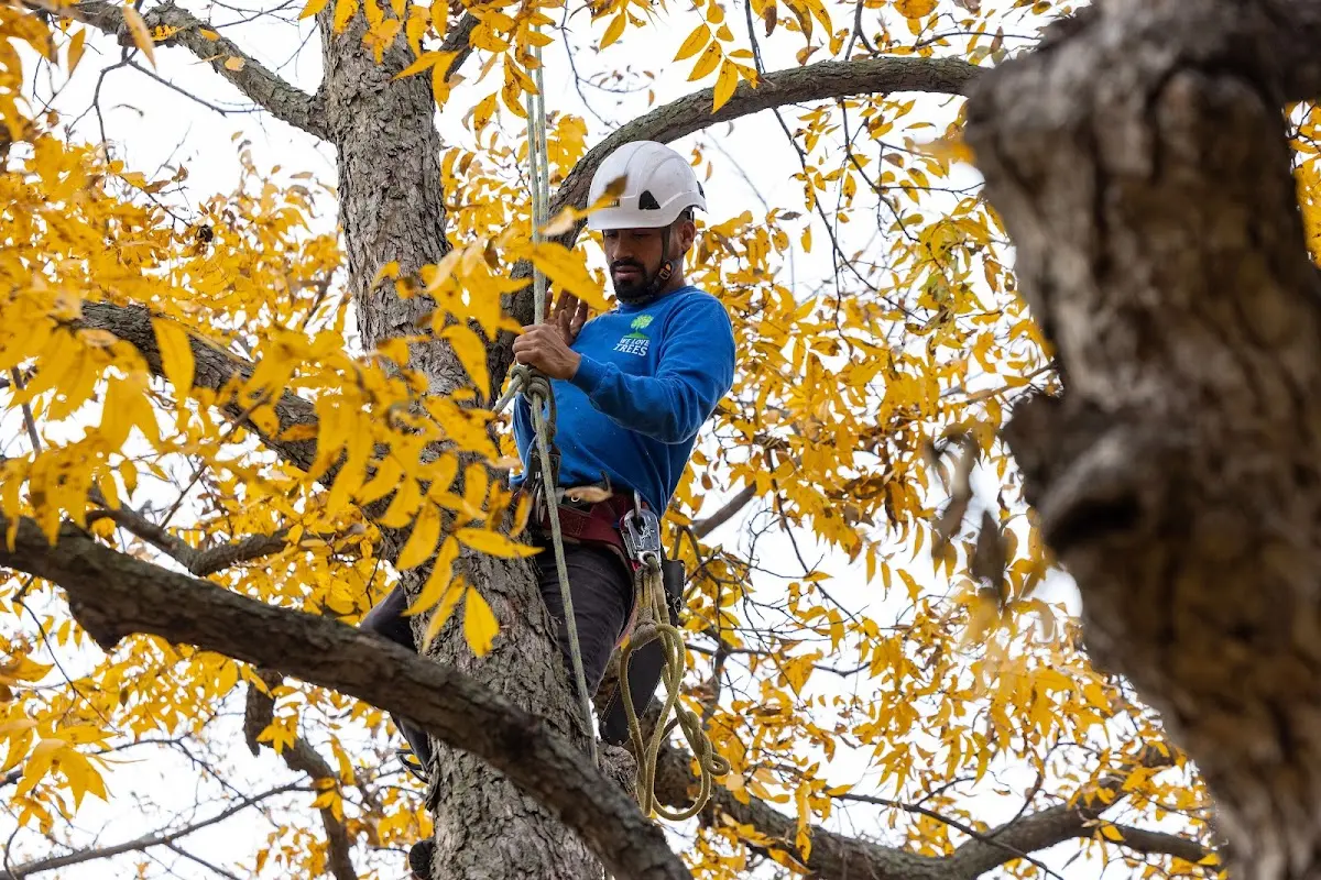 Skilled Tree Pruning crew working in Newbury
